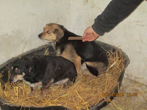 05042015 hunde1 126 05042015 hunde1 126