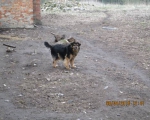 05042015 hunde1 127 05042015 hunde1 127