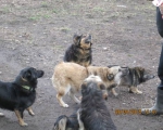 05042015 hunde1 128 05042015 hunde1 128