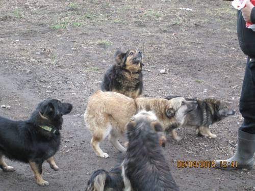 05042015 hunde1 128 05042015 hunde1 128