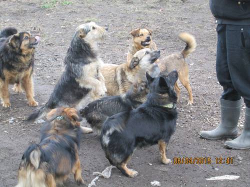 05042015 hunde1 129 05042015 hunde1 129