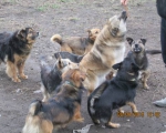 05042015 hunde1 130 05042015 hunde1 130