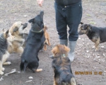 05042015 hunde1 132 05042015 hunde1 132