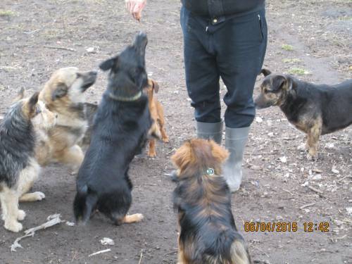 05042015 hunde1 132 05042015 hunde1 132