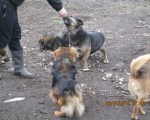 05042015 hunde1 133 05042015 hunde1 133