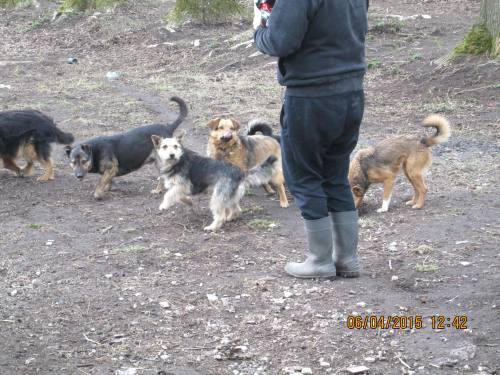 05042015 hunde1 134 05042015 hunde1 134