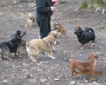 05042015 hunde1 135 05042015 hunde1 135
