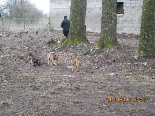 05042015 hunde1 140 05042015 hunde1 140