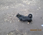 05042015 hunde1 141 05042015 hunde1 141