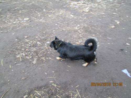05042015 hunde1 141 05042015 hunde1 141