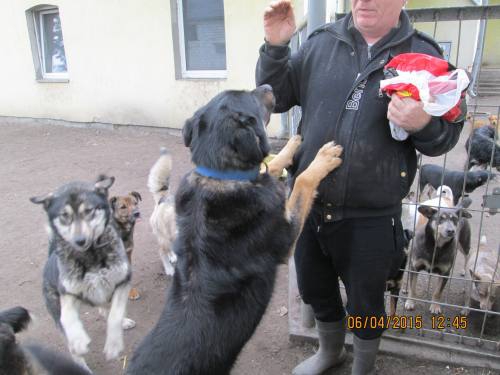 05042015 hunde1 143 05042015 hunde1 143