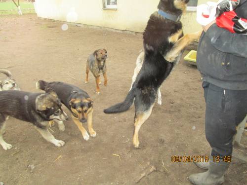 05042015 hunde1 144 05042015 hunde1 144