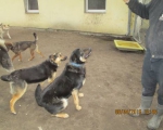 05042015 hunde1 145 05042015 hunde1 145