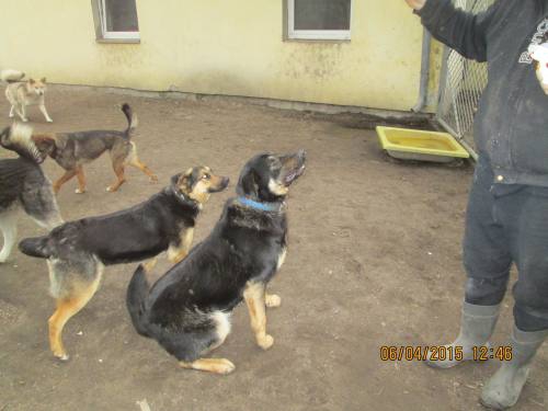 05042015 hunde1 145 05042015 hunde1 145