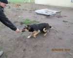 05042015 hunde1 147 05042015 hunde1 147