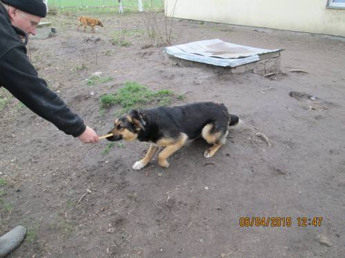 05042015 hunde1 147 05042015 hunde1 147
