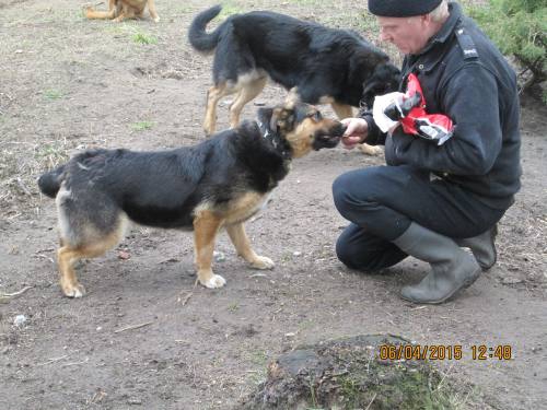 05042015 hunde1 149 05042015 hunde1 149