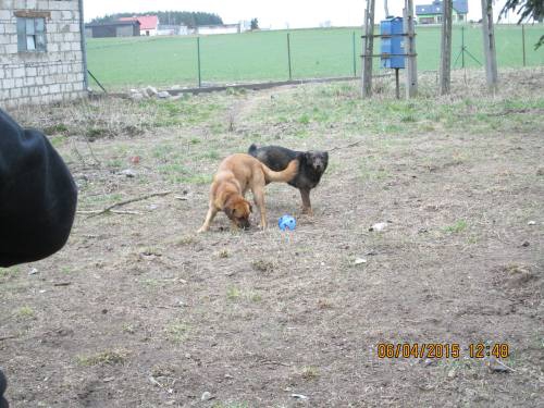 05042015 hunde1 151 05042015 hunde1 151