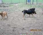 05042015 hunde1 152 05042015 hunde1 152