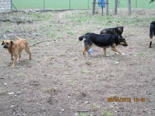 05042015 hunde1 152 05042015 hunde1 152