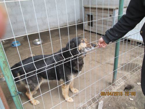 05042015 hunde1 159 05042015 hunde1 159