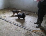 05042015 hunde1 160 05042015 hunde1 160