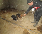 05042015 hunde1 161 05042015 hunde1 161
