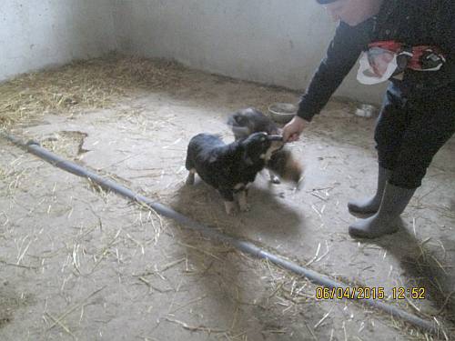 05042015 hunde1 162 05042015 hunde1 162