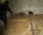 05042015 hunde1 164 05042015 hunde1 164