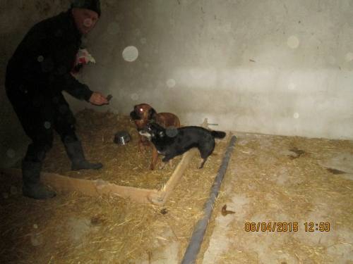 05042015 hunde1 165 05042015 hunde1 165