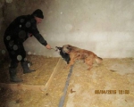 05042015 hunde1 166 05042015 hunde1 166
