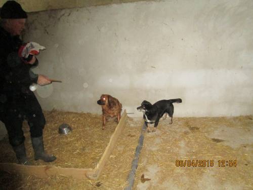 05042015 hunde1 167 05042015 hunde1 167