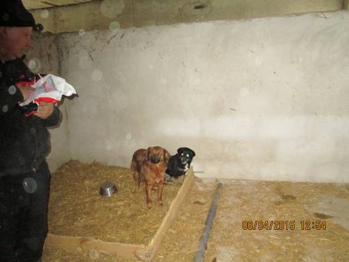 05042015 hunde1 168 05042015 hunde1 168