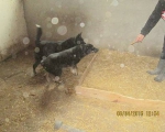 05042015 hunde1 169 05042015 hunde1 169