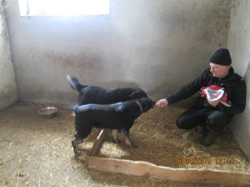 05042015 hunde1 170 05042015 hunde1 170