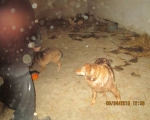 05042015 hunde1 173 05042015 hunde1 173