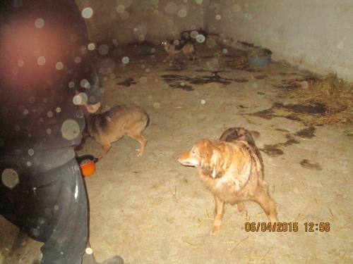 05042015 hunde1 173 05042015 hunde1 173