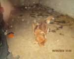 05042015 hunde1 174 05042015 hunde1 174