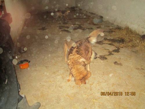 05042015 hunde1 174 05042015 hunde1 174