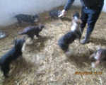 05042015 hunde1 175 05042015 hunde1 175