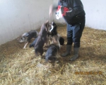 05042015 hunde1 176 05042015 hunde1 176