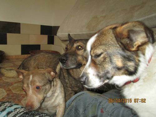 05042015 hunde1 001 05042015 hunde1 001