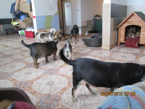 05042015 hunde1 003 05042015 hunde1 003