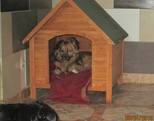 05042015 hunde1 004 05042015 hunde1 004