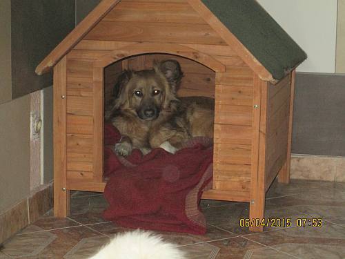 05042015 hunde1 005 05042015 hunde1 005