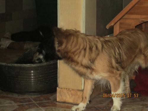 05042015 hunde1 006 05042015 hunde1 006