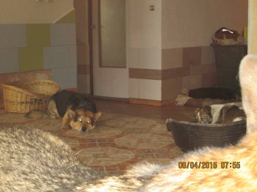05042015 hunde1 009 05042015 hunde1 009