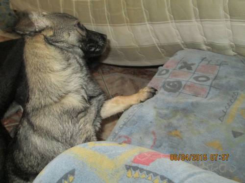 05042015 hunde1 011 05042015 hunde1 011