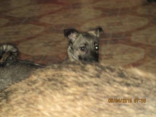 05042015 hunde1 016 05042015 hunde1 016