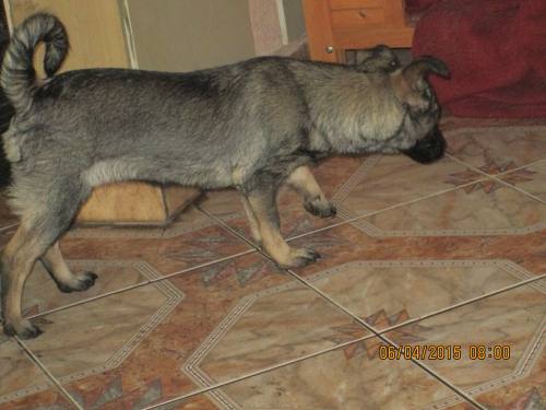 05042015 hunde1 017 05042015 hunde1 017
